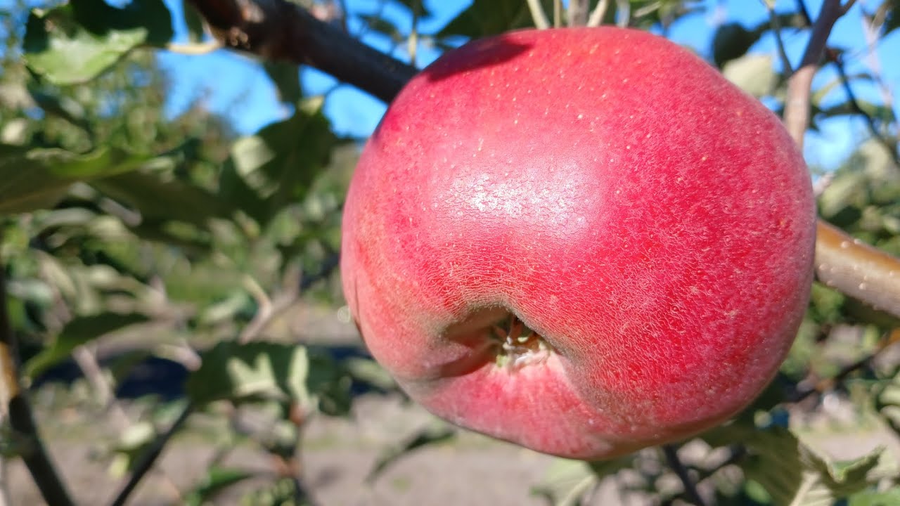 Яблука ЙОНА. 