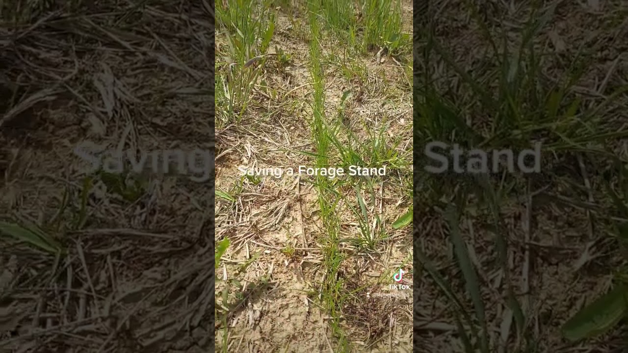 Direct seeding grass into grass part 1