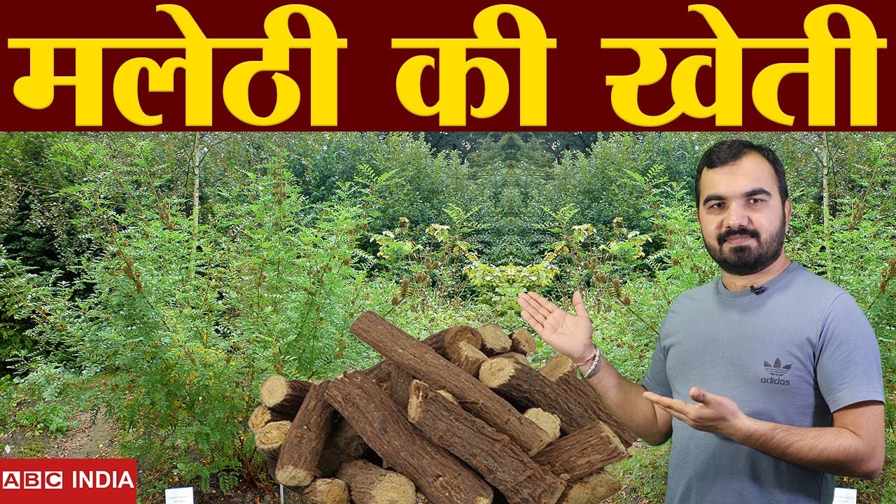 मुलेठी की खेती | Mulethi ki kheti | Mulethi farming in india | Malethi Plantation | मलेठी की खेती