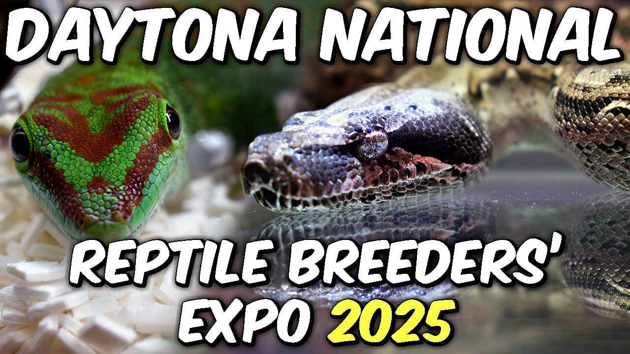 Daytona National Reptile Breeders' Expo 2025!