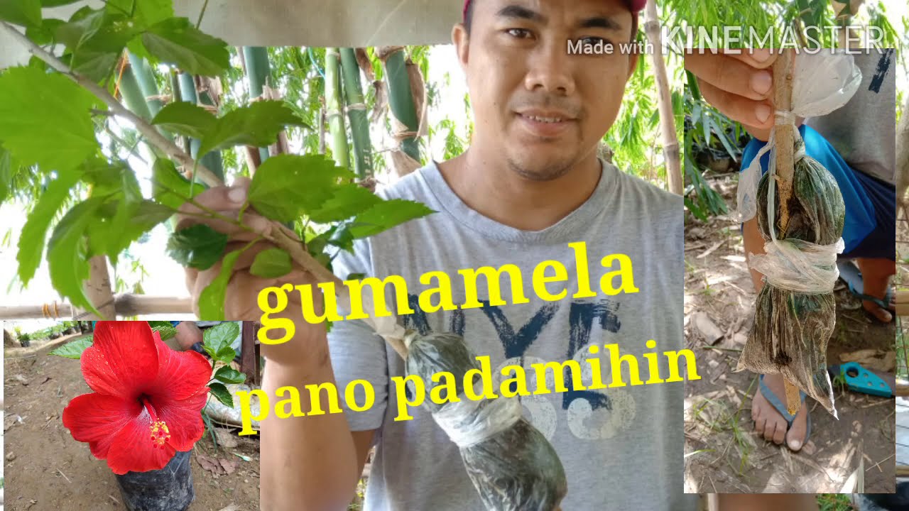 Paano mag marcot ng gumamela?|how to marcot Hibiscus?|air layering |vlog #27