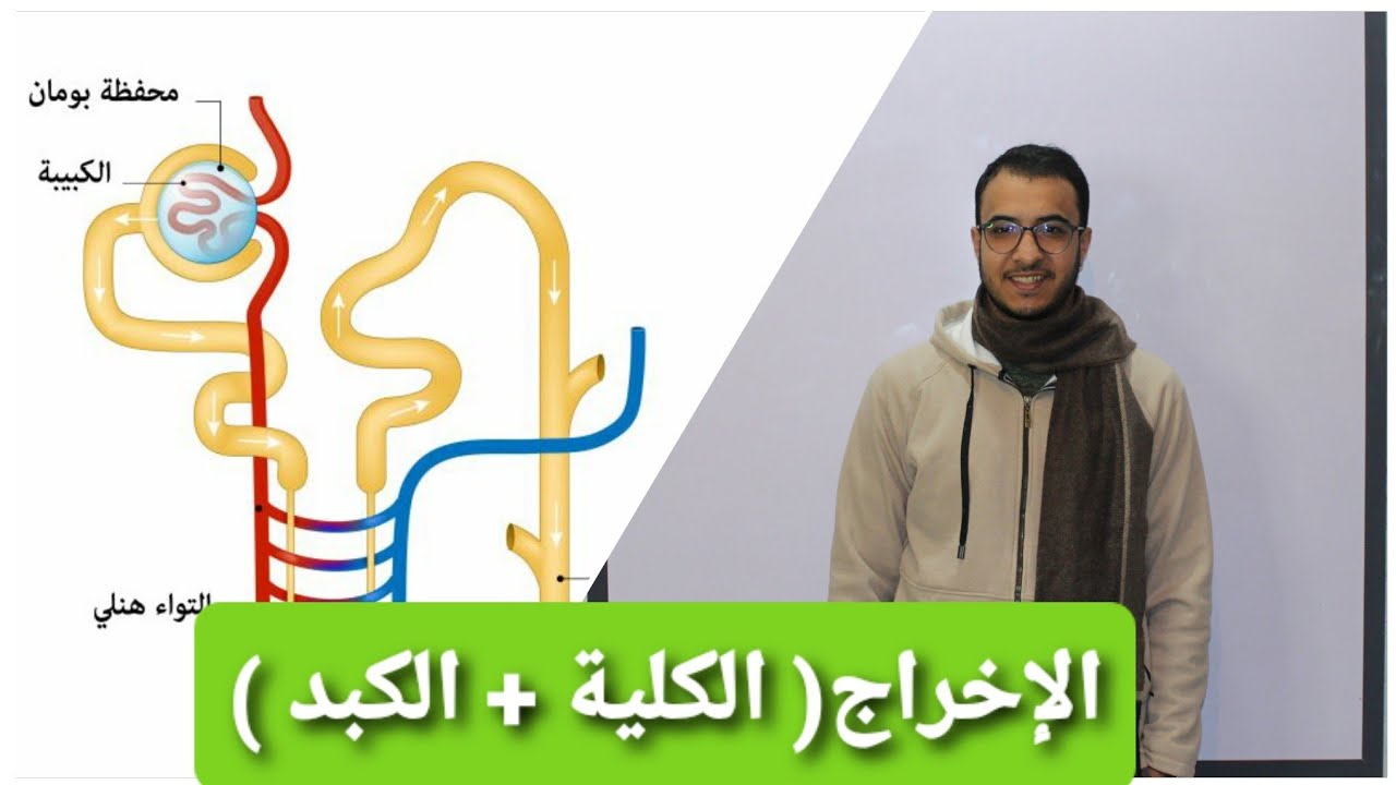 أحياء ٢ث / الإخراج في الكائنات الحية ✍✍ ( الكلية + الكبد )