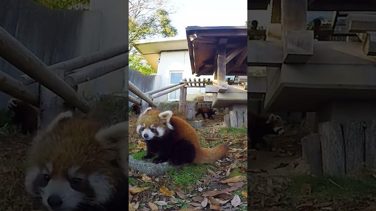 KAEDE is curios about the camera at NISHIYAMA Zoo at SABAE City in JAPAN #shorts #redpanda #レッサーパンダ