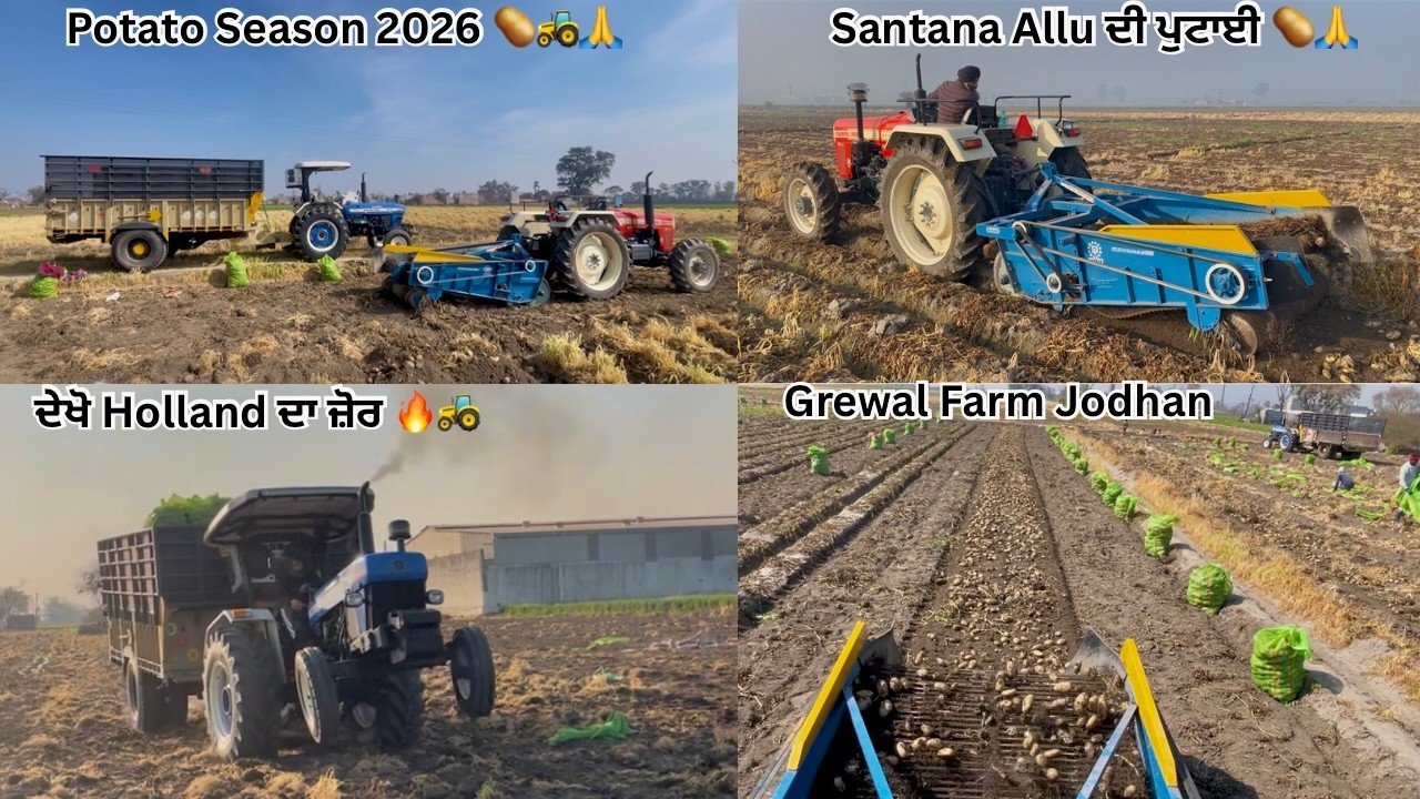 Potato Season 2026 🥔🙏 | Santana Aloo Harvest 🚜😱 Dekho Holland Da Zor 💪 | Grewal Farm Jodhan