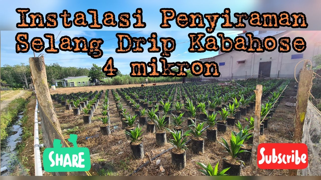 Instalasi penyiraman bibit sawit dengan menggunakan selang Drip Kabahose 4 mikron