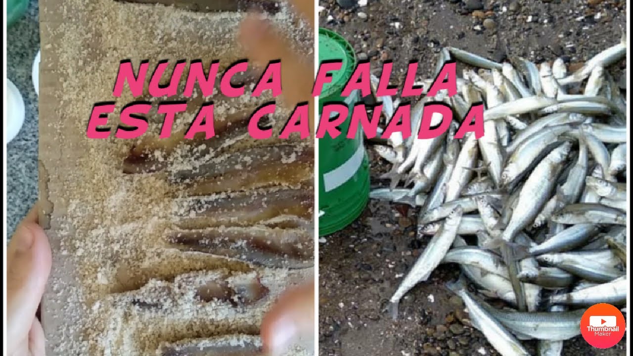 COMO PREPARAR CARNADA, LAS MEJORES ANCHOAS PARA EL PEJERREY