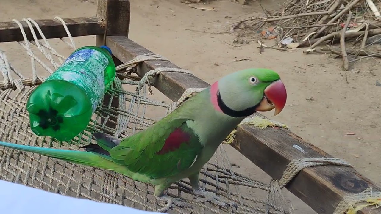 Are bap re 😲 mithu Radhe Radhe 🙏 bolta hai 😎🎤🦜 😱🙀