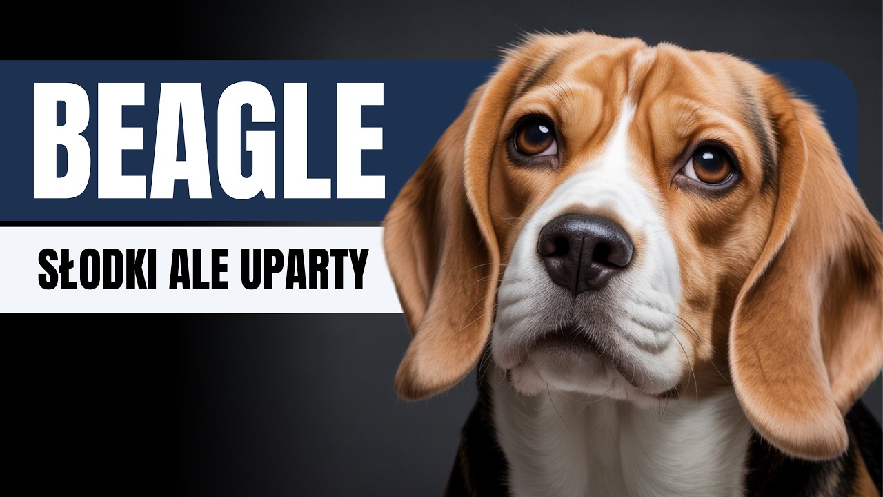 Beagle - idealny pies rodzinny czy mistrz chaosu? 5 rzeczy, które MUSISZ wiedzieć. Trudny charakter?