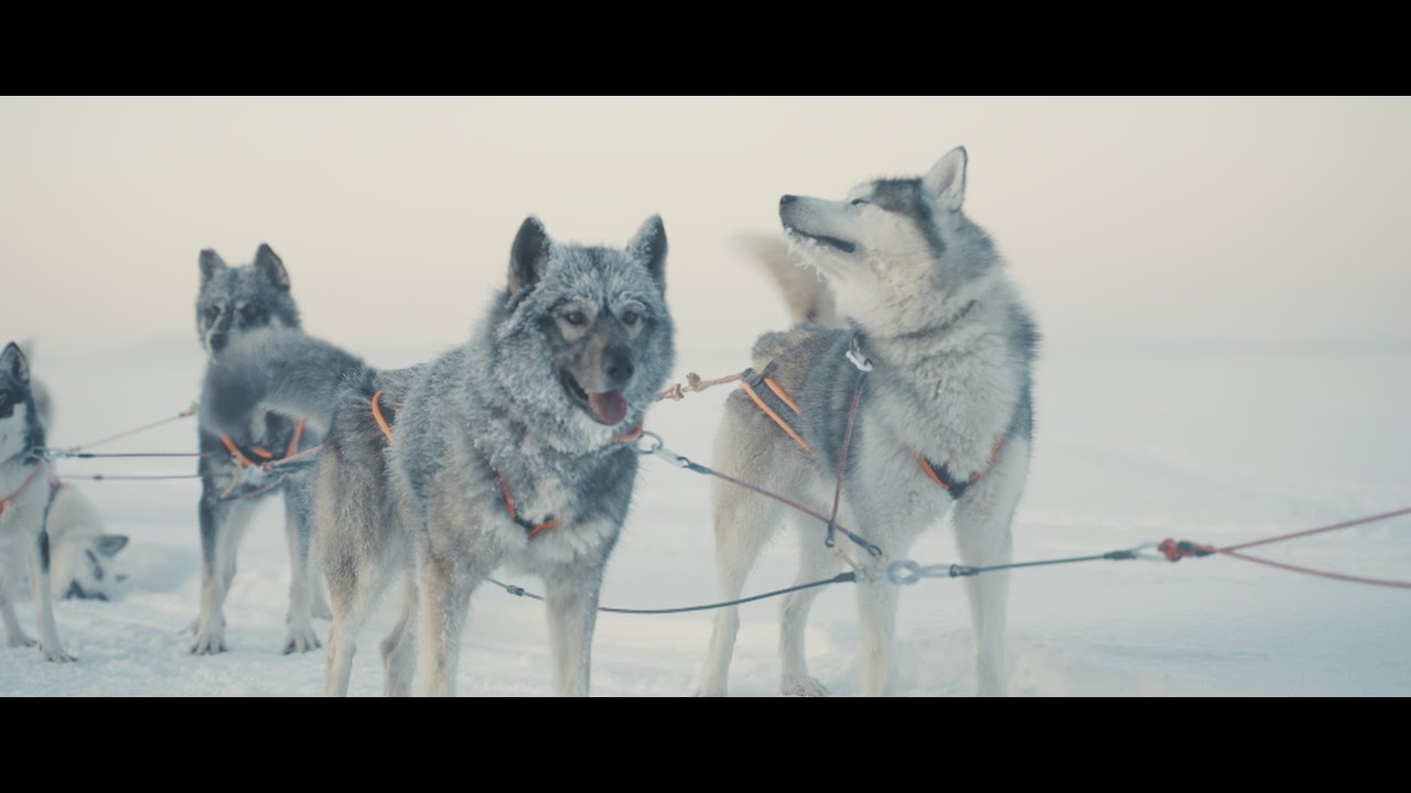 J&auml;mtland Dogs - A sled dog racing documentary