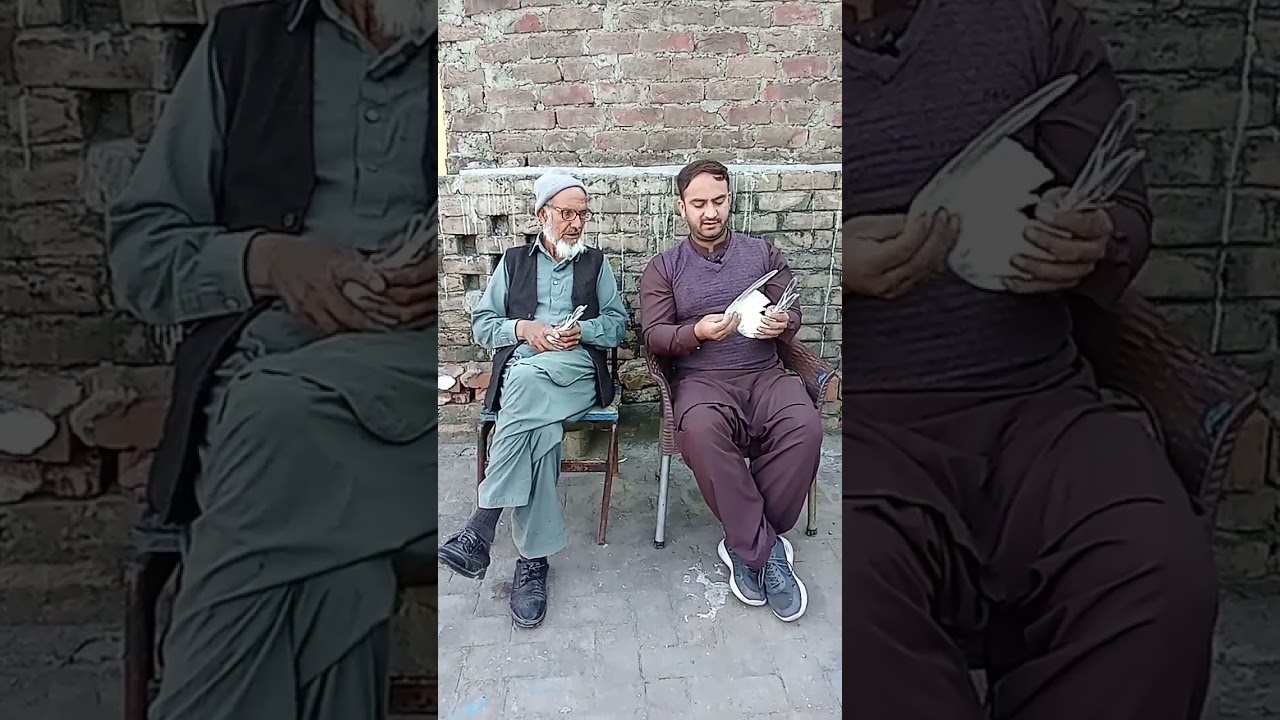 granted prwazi plus Breder bacha available #viralvideo #trending #kabotrbazi