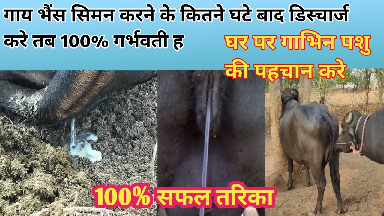A I सीमन लगाने के दूसरे दिन ही पता करे गाभिन हुई कि नहीं | गाय भैंस ग्याभीन है या नहीं कैसे पता करे