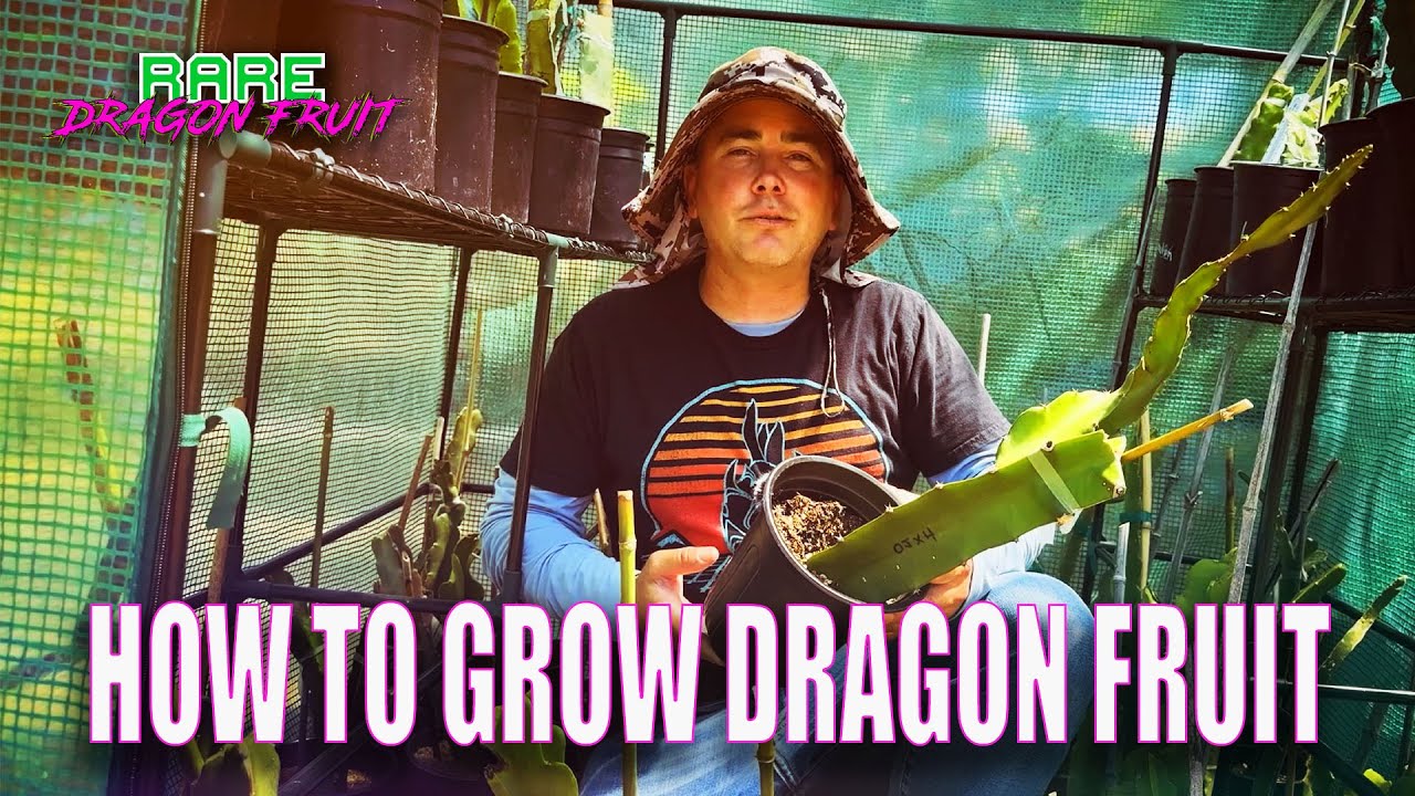 HOW TO GROW DRAGON FRUIT / OVER 1 HOUR of TIPS / GREAT INFO For  BEGINNERS