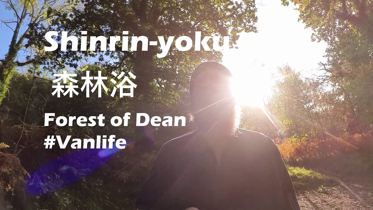 Shinrin-yoku at Forest of Dean - Vanlife at its Autumnal best