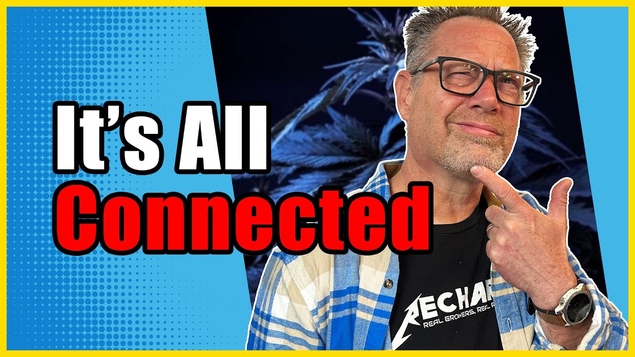 Hidden Connections Between Plants and Humans That Can Make You Better Cannabis Grower