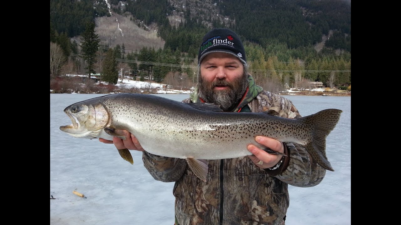 Giant Rainbow Trout Caught While Ice fishing in Pemberton BC Canada