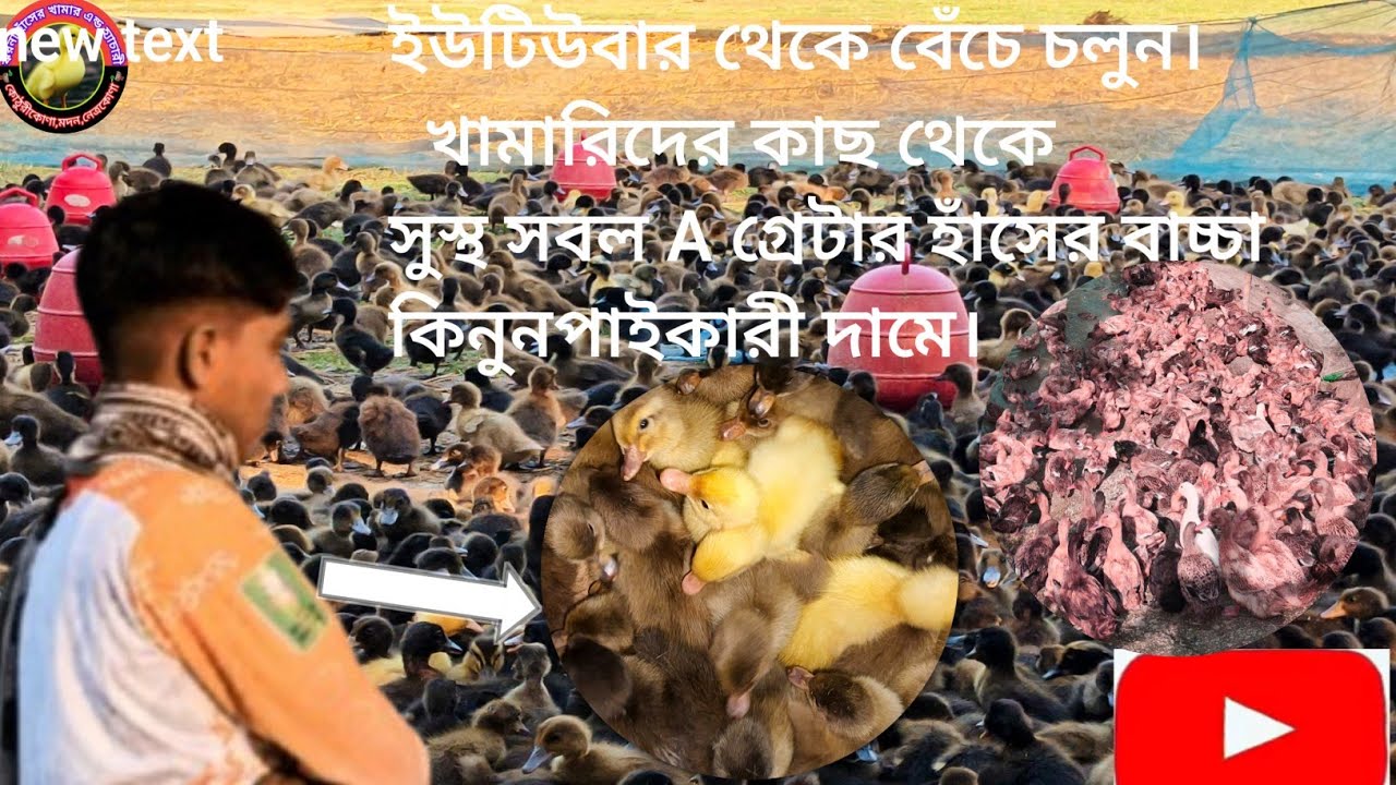 এখানে  একদিন বয়স কত যেকোনো বয়সের উন্নত জাতের Aগ্রেটের বোডিং সম্পন হাঁসের বাচ্চা বিক্রি হচ্ছে। 