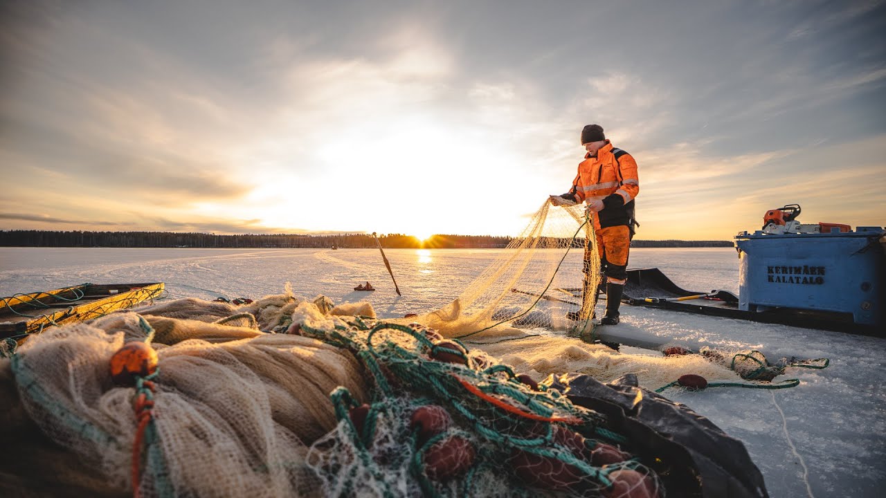Muikun talvinuottausta Kimmo Härkäsen matkassa - Winter fishing at lake Puruvesi, Finland