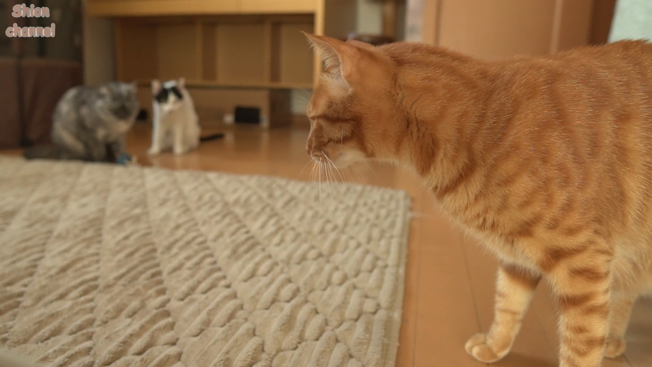 ダイエットをしてスリムになった先住猫を見た後輩たちの反応&hellip;