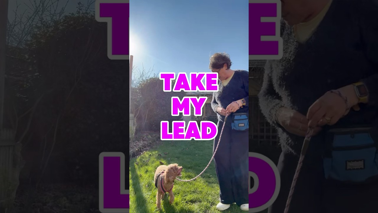 TAKE MY LEAD #dogtraining #pets #dogwalk #puppytraining #puppy