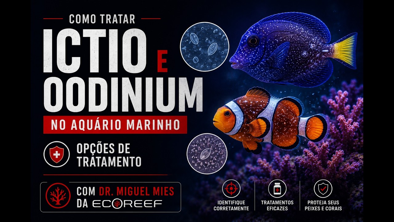 Como Tratar Ictio e Oodinium no Aqu&aacute;rio Marinho Op&ccedil;&otilde;es de Tratamento com Dr. Miguel Mies da Ecoreef