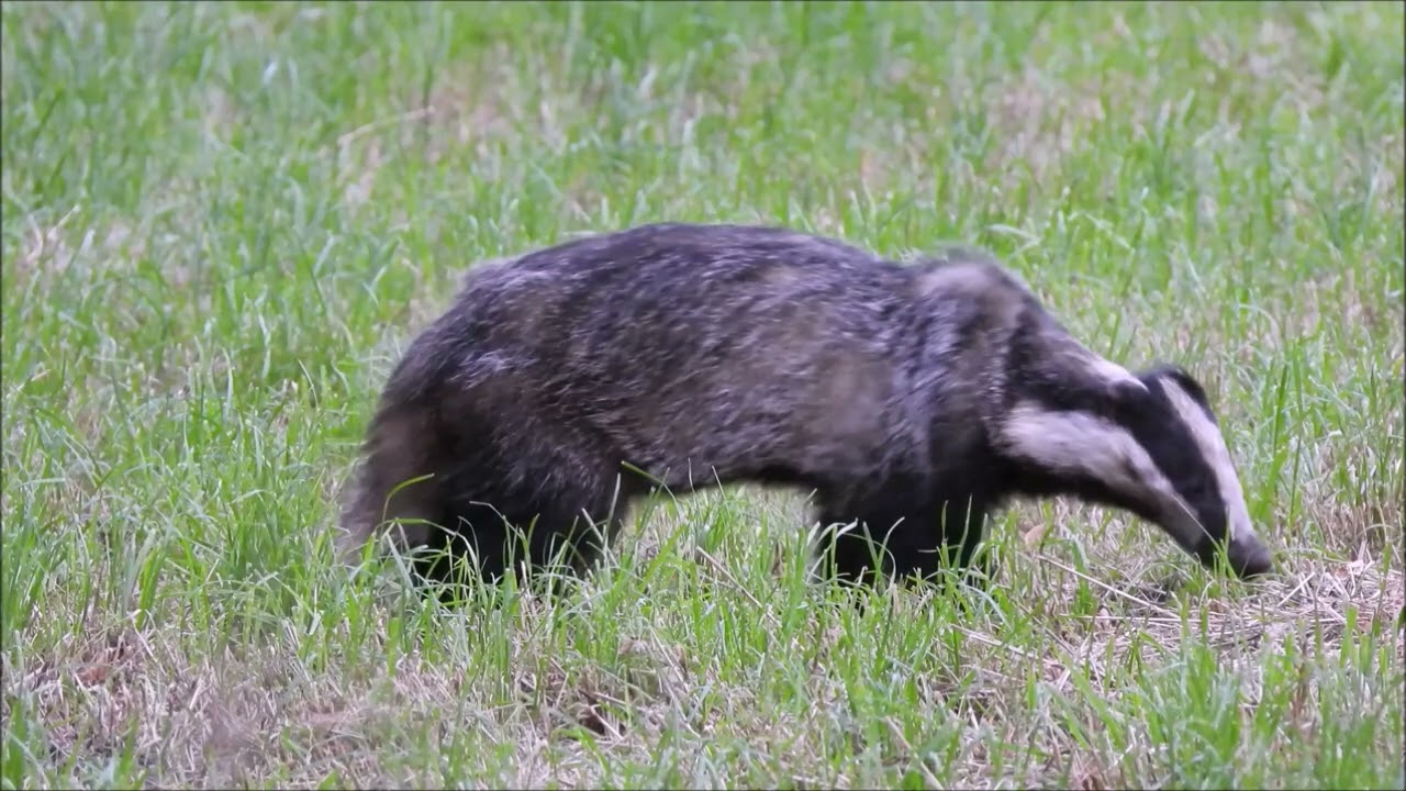 Michael de Vries natuurvideo's - Natuur in ons land - Das