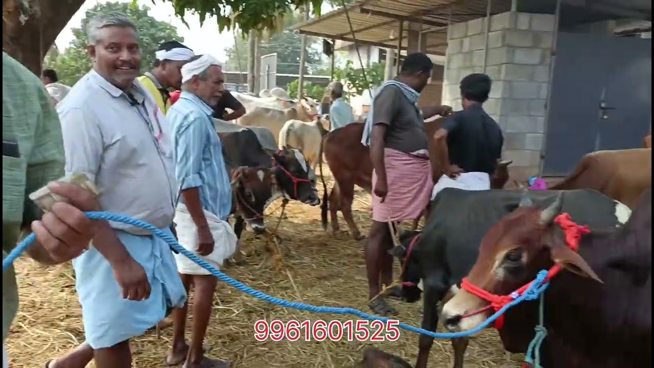 കൂറ്റൻ കാളകളും വണ്ടി കാളകളും-കച്ചവടവും വില പേശലും@ചട്ടിപ്പറമ്പ് ചന്ത