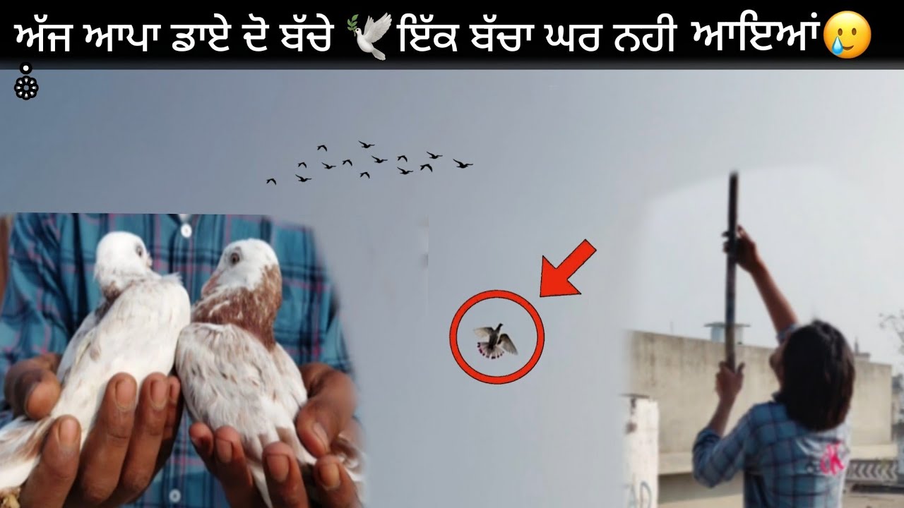 ਇੱਕ ਬੱਚੇ ਨੇ ਬਹੁਤ ਤੰਗ ਕੀਤਾ🕊ਅੱਜ ਆਪਣੇ ਦੋਵੇ ਰੱਤੇ ਬੱਚੇ ਉਡ ਗਏ 🥲🕊(Ajay Tajpur) 