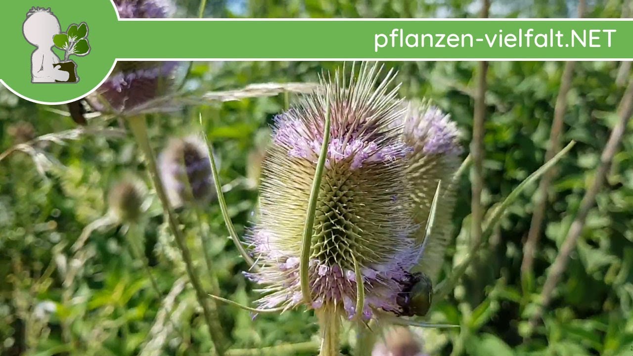 Wilde Karde - Ganze Pflanze - 08.07.18 (Dipsacus fullonum) - Essbare Wildkräuter bestimmen