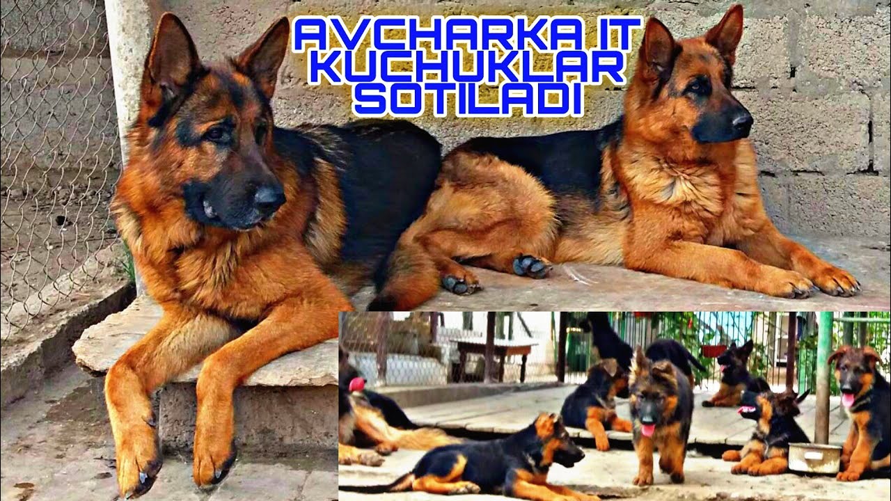 HAR XIL TURDAGI ZOTLI AVCHARKA IT KUCHUKLAR SOTILADI