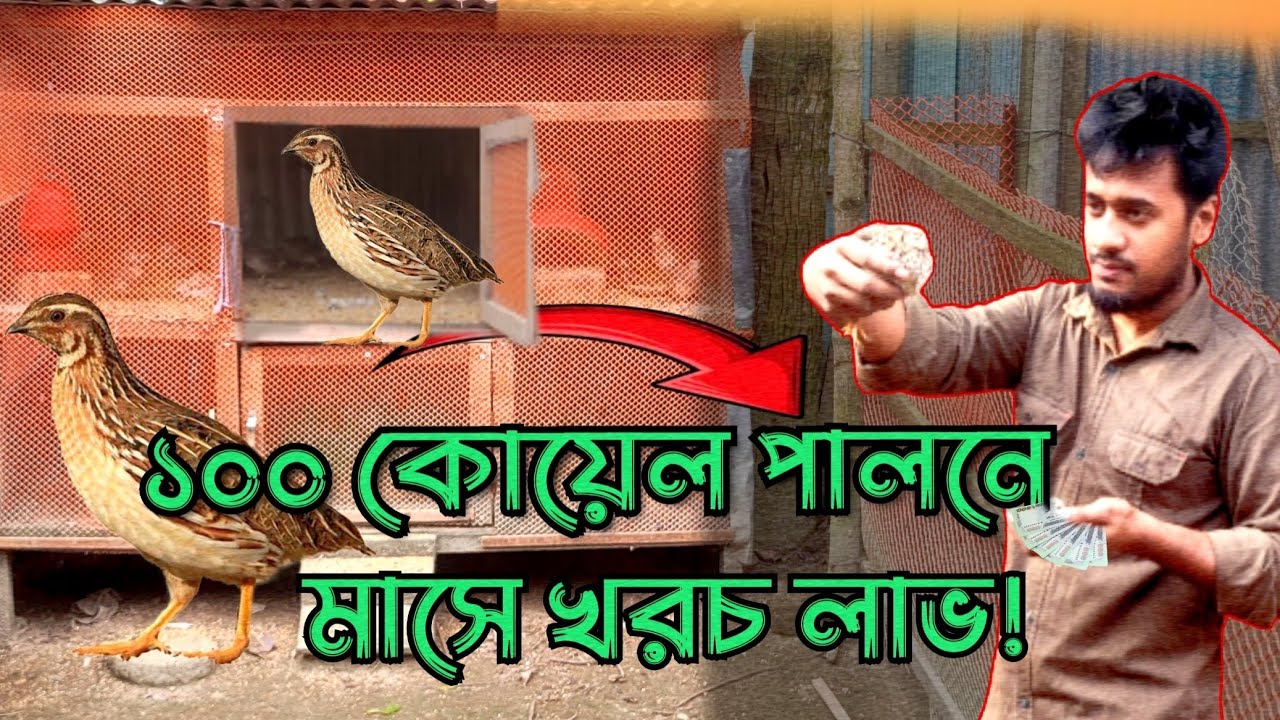 ১০০ কোয়েল পাখি পালন করে মাসে কত টাকা খরচ এবং লাভ 💥 What is the cost and profit