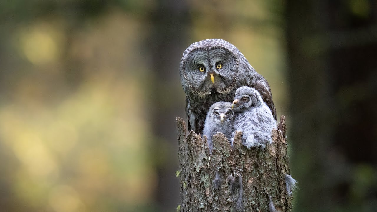 Great Gray Owl Nest - Gray Ghost of the Forest