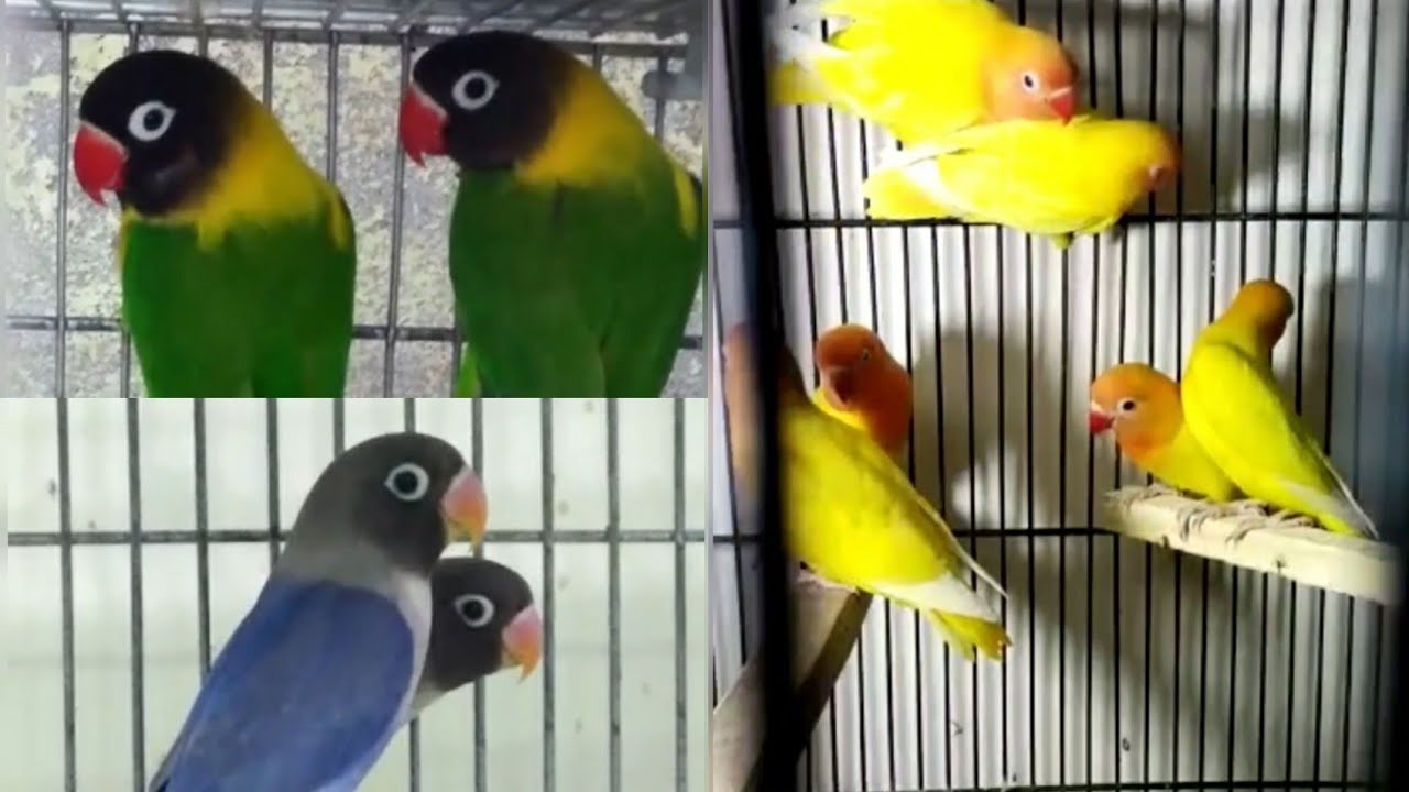 Yellow Chest Love Birds || BlackMask Love Bird || Blue Parsenta Love Bird || Lutino Fisher #shorts