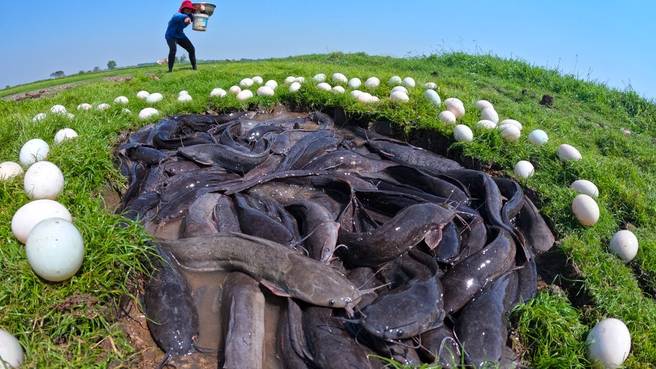 wow top fishing - catching a lot of fish and pick duck egg at grass field by hand skill
