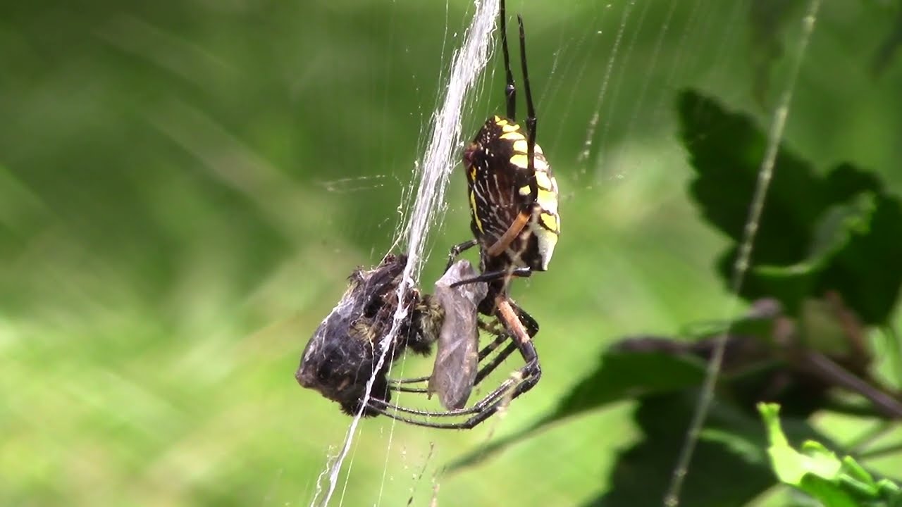 GIANT GARDEN SPIDER CATCHES BUMBLE BEE AND MOTH BACK TO BACK