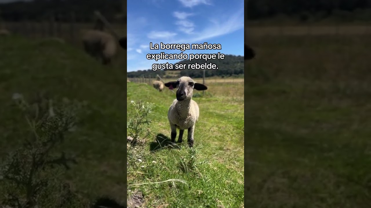 La borrega ma&ntilde;osa explicando me por qu&eacute; le gusta ser rebelde #elrancho #humor #vaca #comoenelrancho