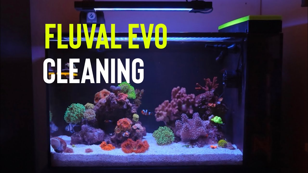 What I do to keep my fluval evo tank so clean