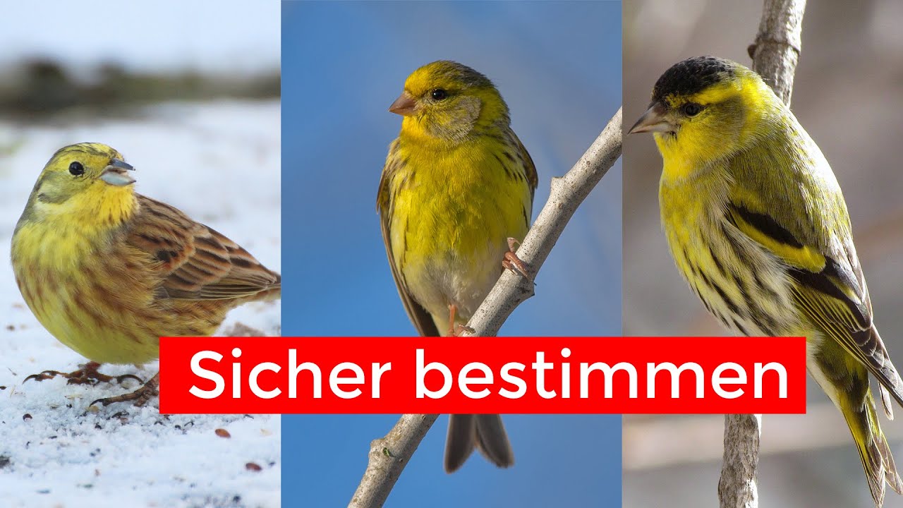 Gelbe Vögel sicher unterscheiden | Goldammer, Girlitz, Erlenzeisig