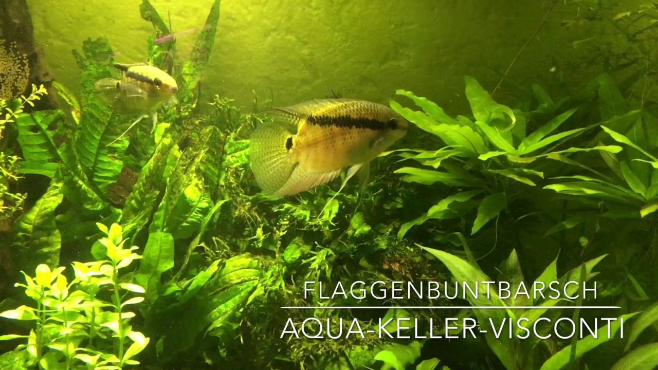 Flaggenbuntbarsch AKV 2017