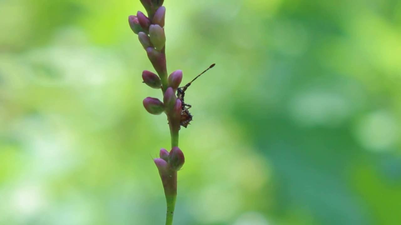 Раннее утро природа пение птиц