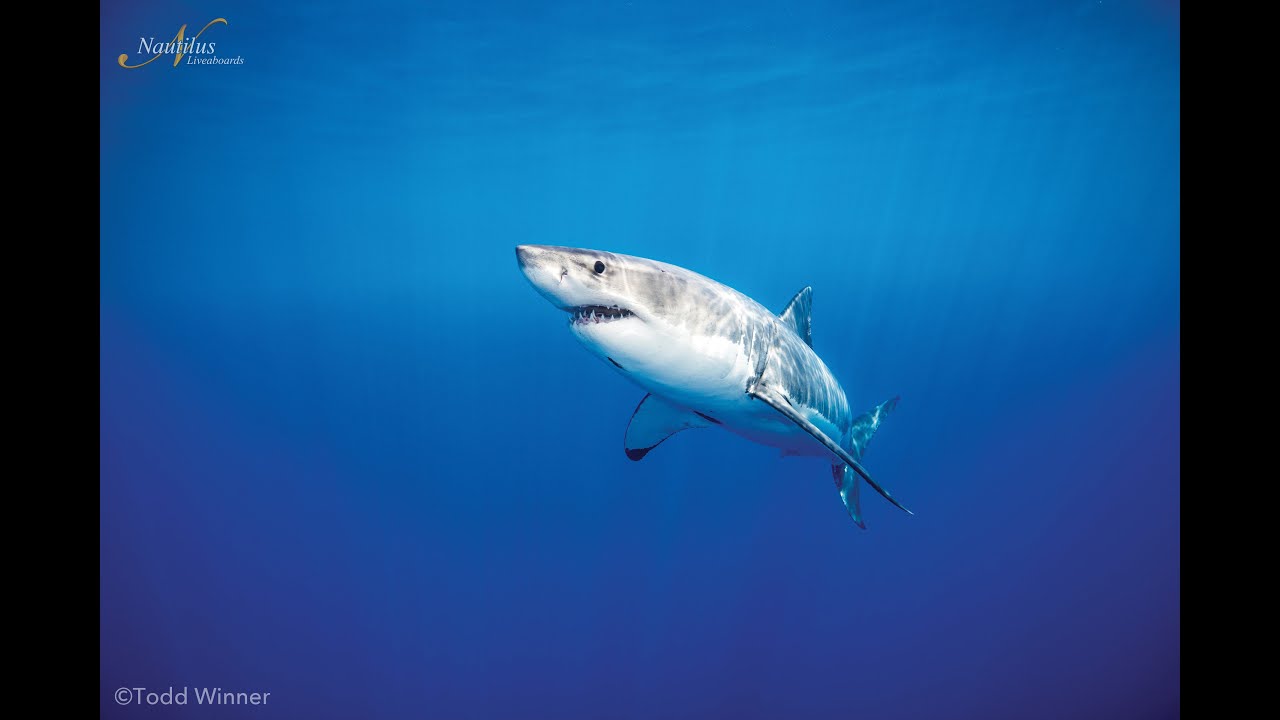 Plongée avec les requins blancs de Guadalupe