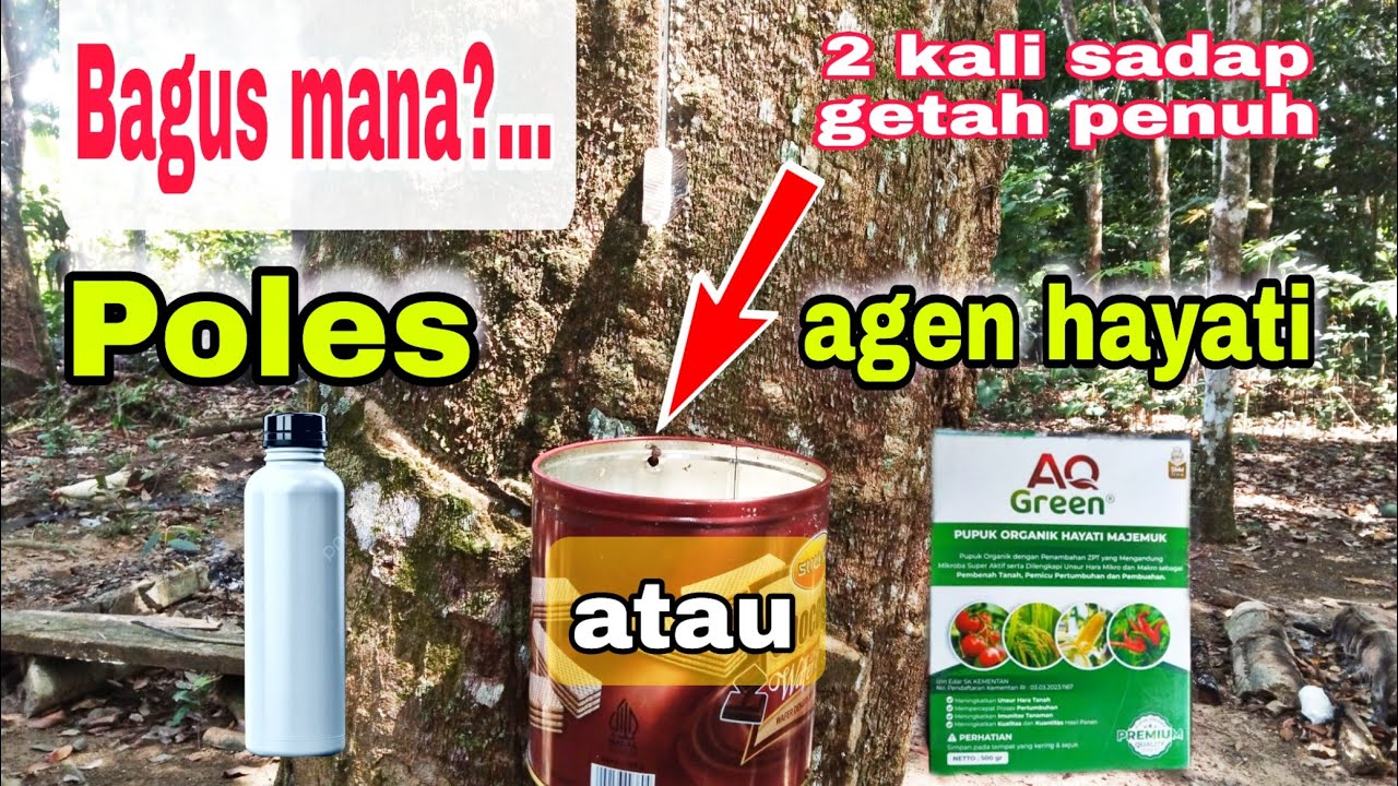 Produksi getah karet bisa naik 3 kali lipat‼️ Manfaat pupuk organik agen hayati AQ GREEN