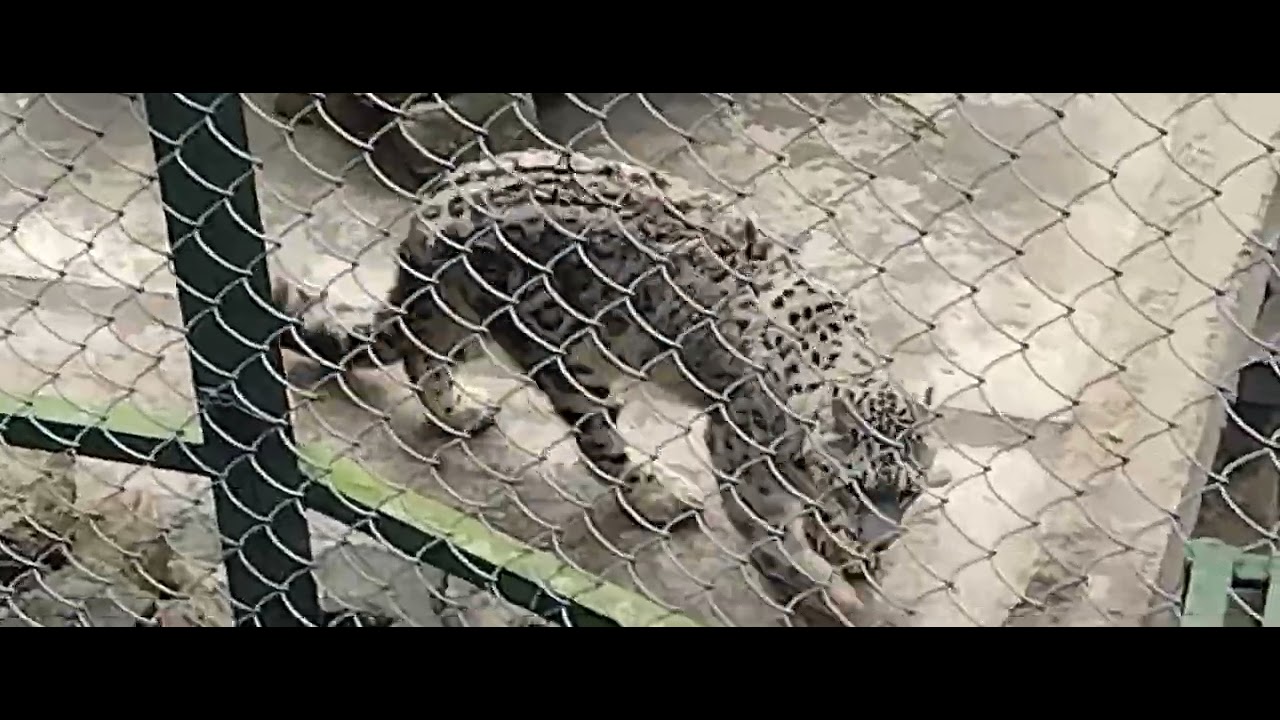 A close shot of hilly leopard #travel #wildlife 