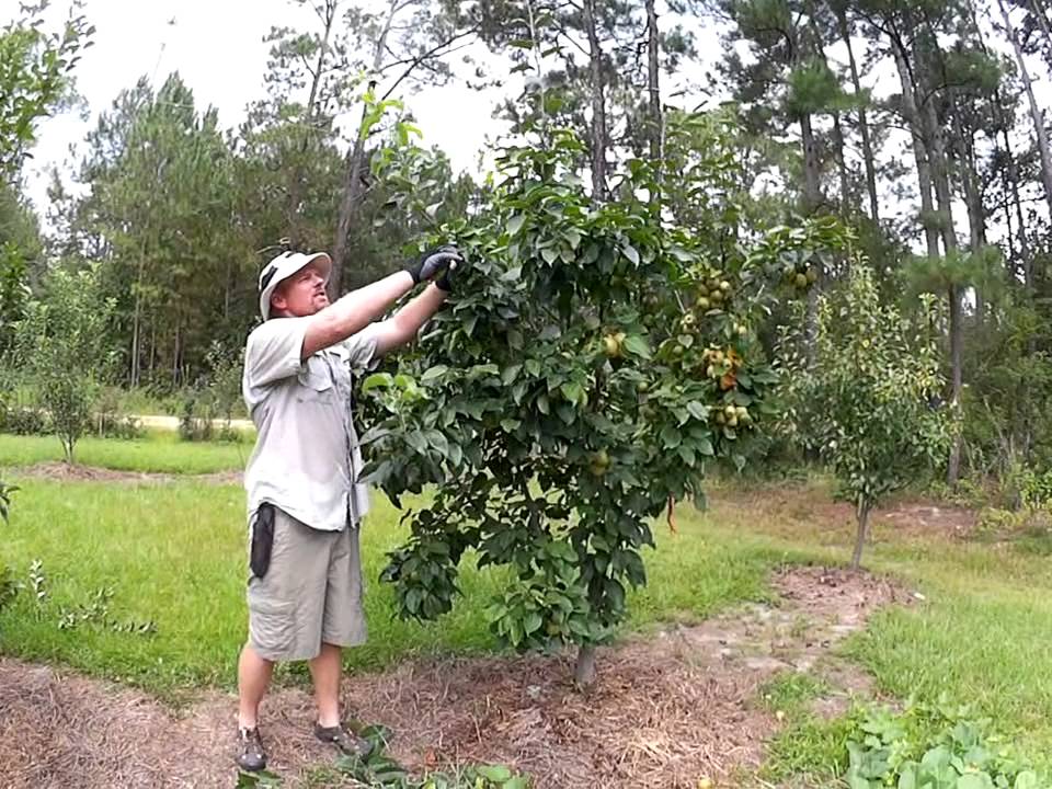 HOW TO SUMMER PRUNE APPLE AND PEAR TREES
