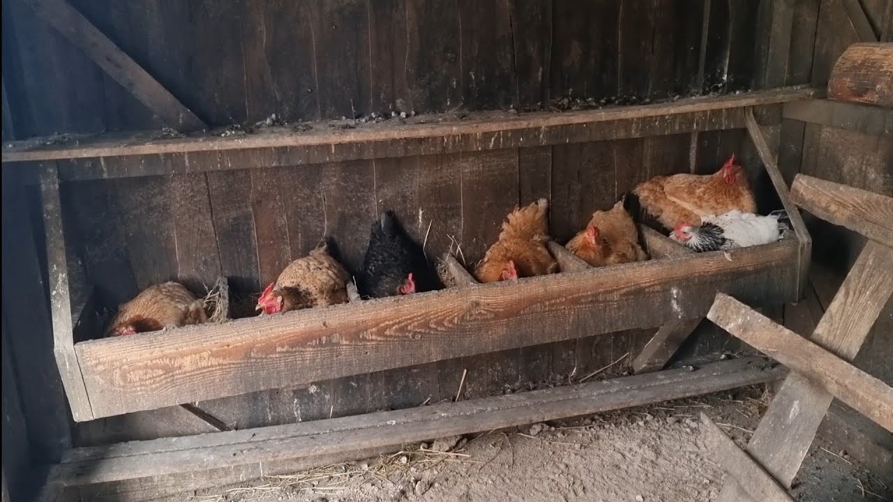 Ouă de la găini tot timpul anului !