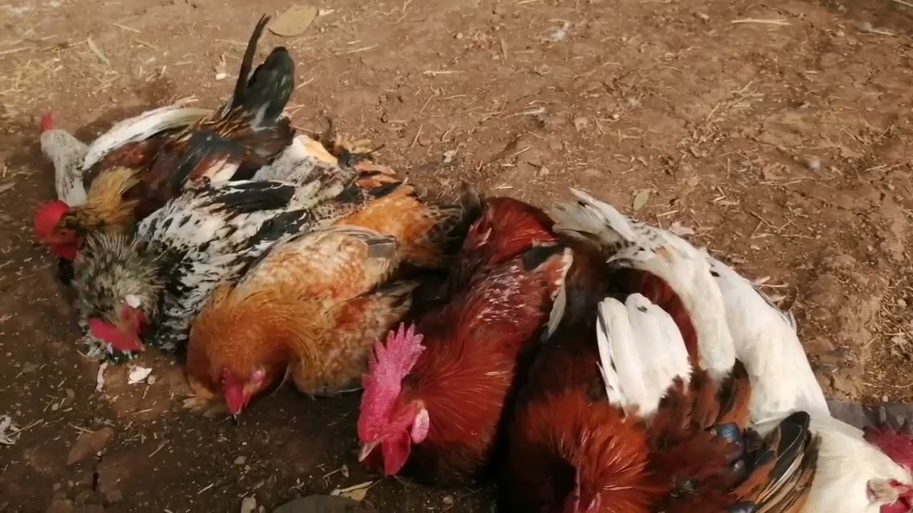 حصريا من سوق الأربعاء أولاد سعيد إقليم سطات اتمنة الدجاج البلدي وبيبي وبيض وحمام والارانب