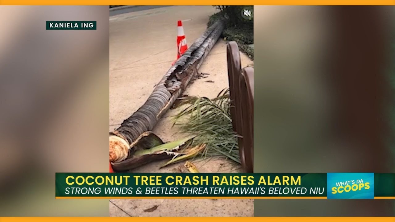 High Winds & CRBs Turn Island Staple Into A Hazard
