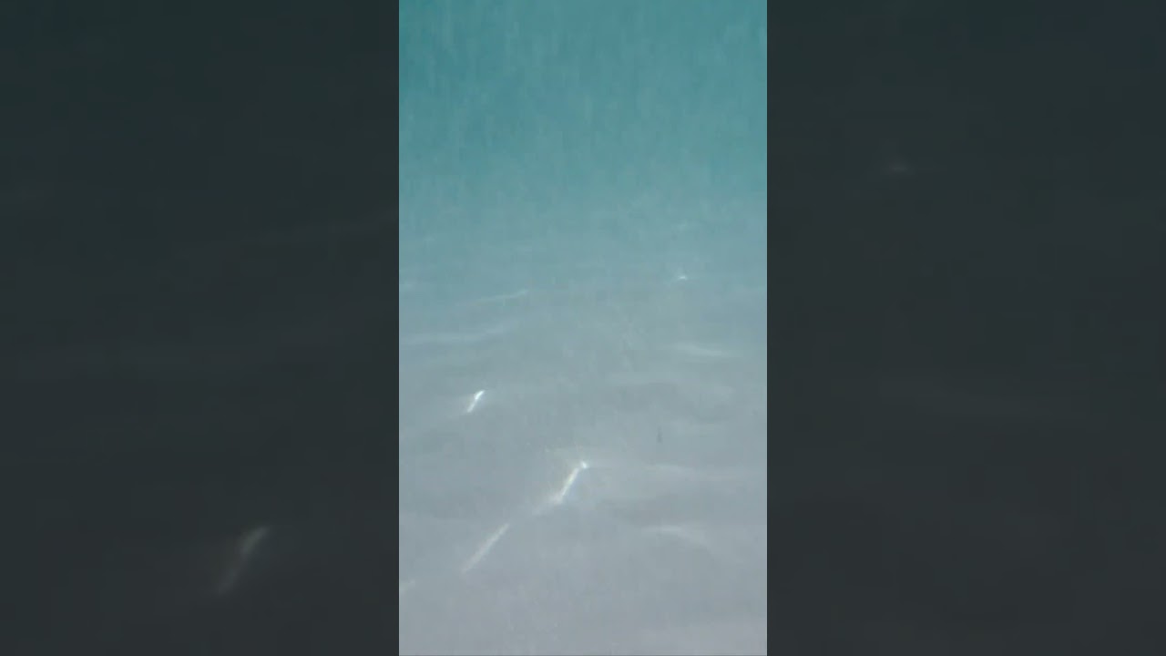 corsica, fish, bite, wounds, mediterranean sea, porto vecchio, corse du sud, france