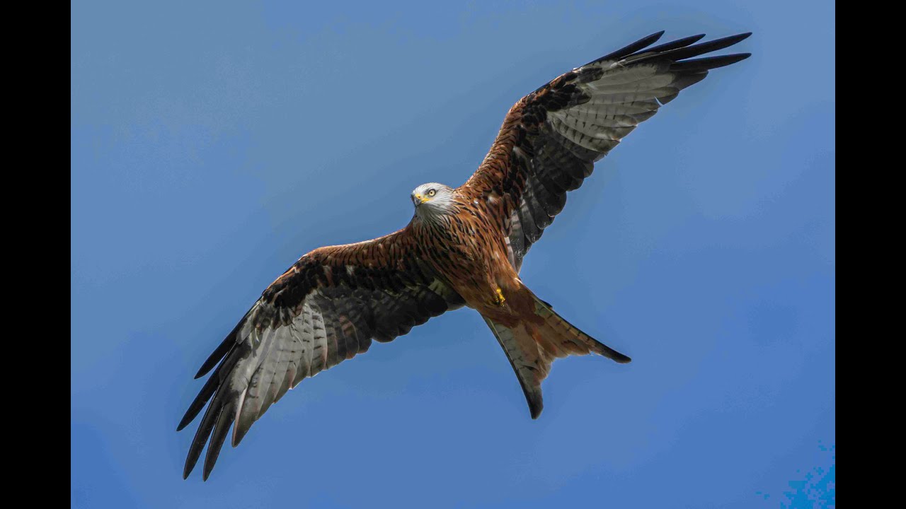 Wildlife of Dumphries and Galloway, part two September