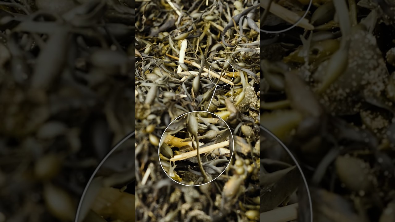 Sounds in seaweeds 🌱 #natureasmr #science