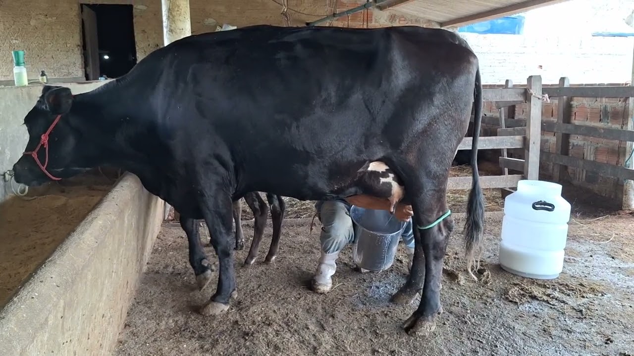 OFERTA DE TRÊS VACAS 3/4 DE PARDO COM 30 KL.LOC.CARUARU-PE.PREÇO.27 MIL AS TRÊS.WHATSAP.81999166314